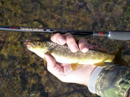 Angler holding small brown trout with Daiwa Vega .4g Nightmare spoon in its mouth