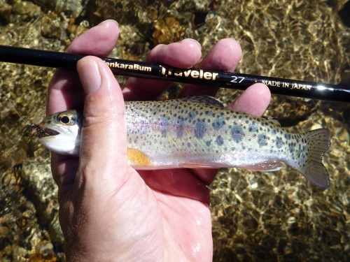 Angler holding small wild rainbow and Traveler 27