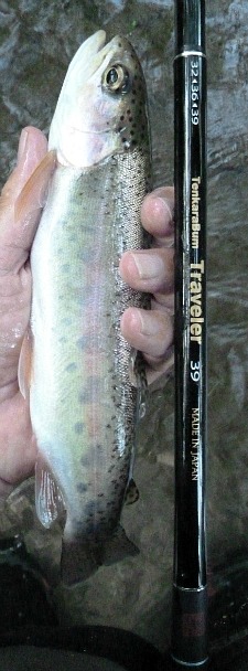 Rainbow Trout with TenkaraBum Traveler 39 rod.