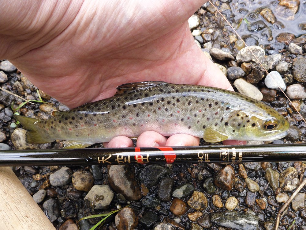 Tenkarakyo-with-brown-trout