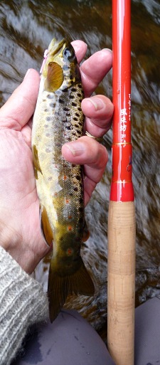 Angler holding small brown trout and Tenryu TF39TA tenkara rod