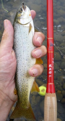Cutthroat trout with Tenryu Furaibo TF39 rod.
