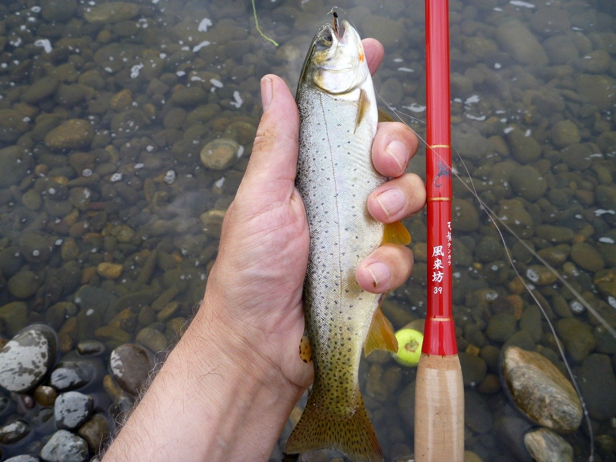 Angler holding Yellowstone Cutthroat trout and Tenryu Furaibo TF39 tenkara rod