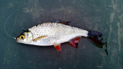 Finally, The First Roach