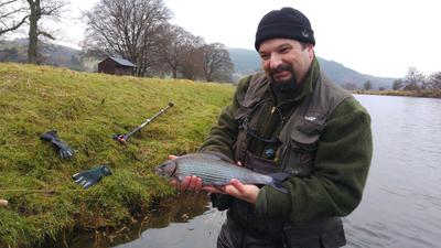 2.5lb Tweed Grayling