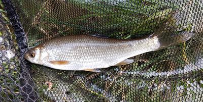 Dace and Pink Shrimp fly