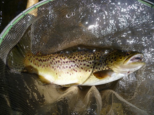 Nice brown trout in the net, Keeper Kebari in its mouth