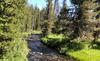 Feeder Creek