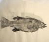 Smallmouth Bass basic ink print