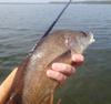 Freshwater Drum