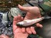 The largest of a three fish day, and well worth it