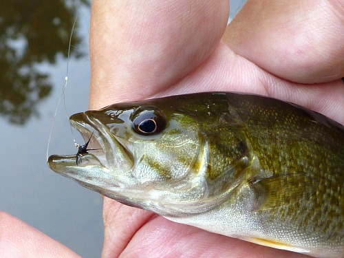 Angler holding small smallmouth bass.