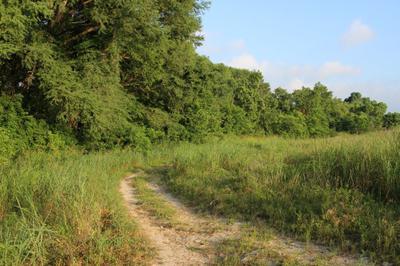 Abundant Vegetation Along Cibolo Creek Supports a Healthy Fishery