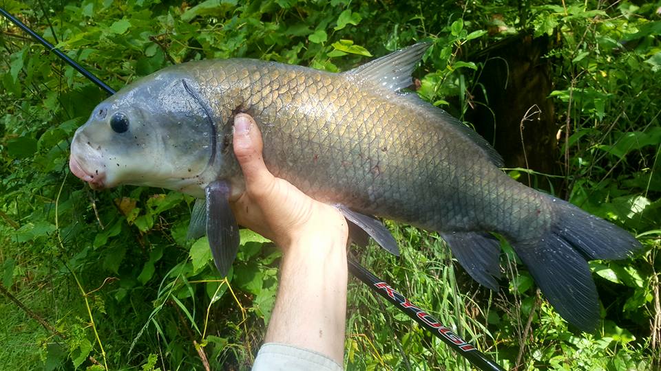 Angler holding Black Buffalo (fish)