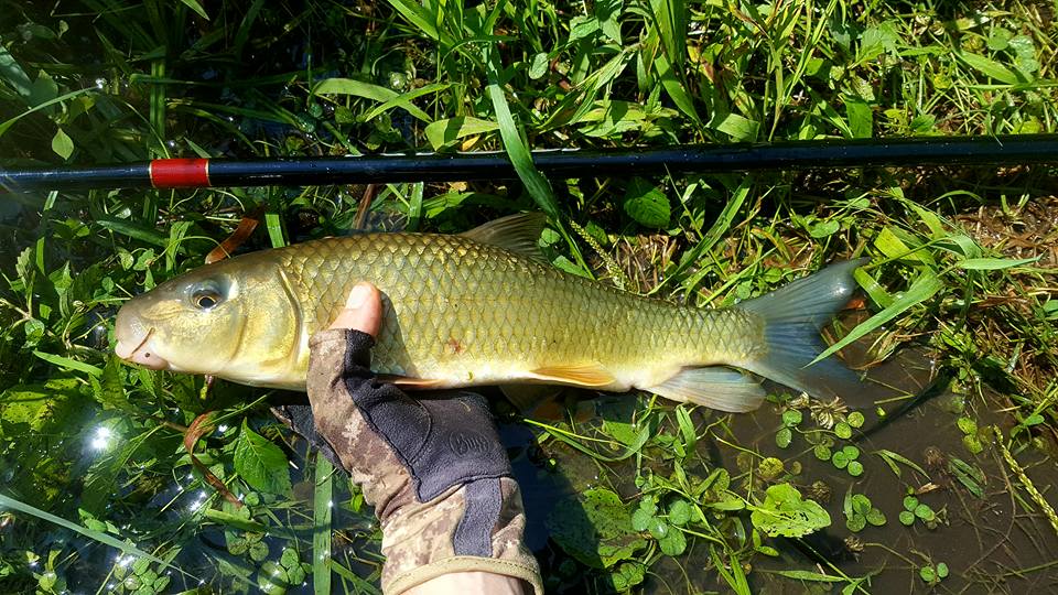 Angler holding Golden Redhorse