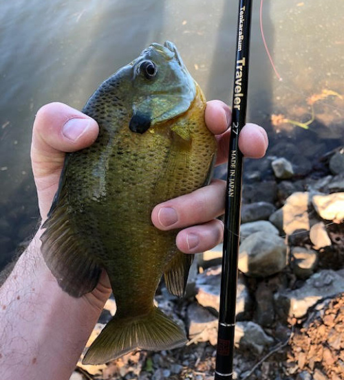 Angler holding bluegill sunfish and Traveler 27