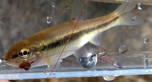 Creek chub in Micro Photo Tank