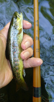 Small trout caught with Nissin Tsuzumi rod.