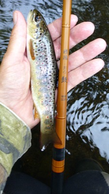 Nissin Tsuzumi 330 with small brown trout