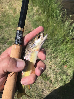 Anler holding Nissin Tenkara Mini and small brown trout
