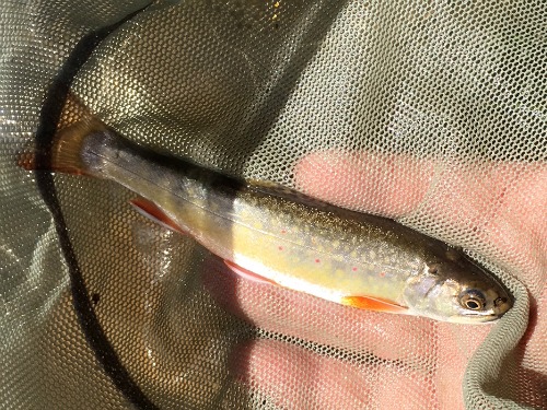 Brook trout in net
