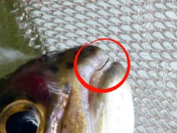 Size 28 Varivas 2300 Midge Hook