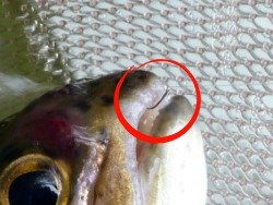 Small trout with size 28 hook visible in upper "lip"
