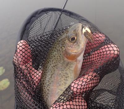 Angler holding a trout in his net
