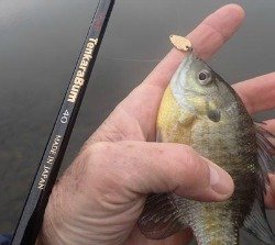 Angler holding bluegill with Vega spoon in its mouth