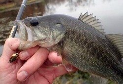 Angler holding bass