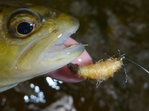 Brown trout with waxworm fly in its mouth