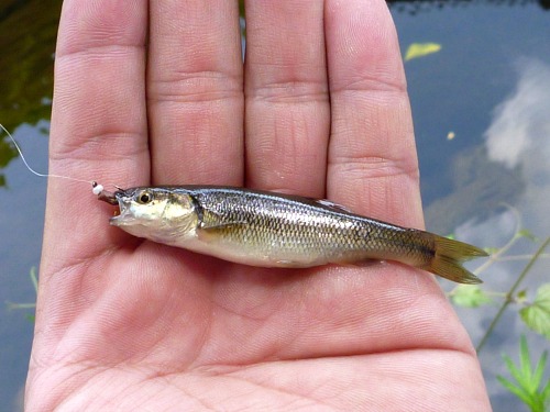 Angler holding creek chub caught with a fly tied with a white glass bead head.
