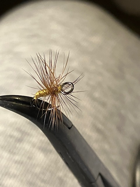 wide-eyed-fly-in-clamps
