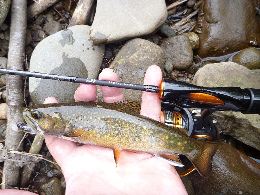 Angler holding brook trout alongside spinning rod.