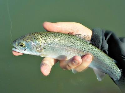 What Boy or Girl Wouldn't Want to Catch a Rainbow Trout?