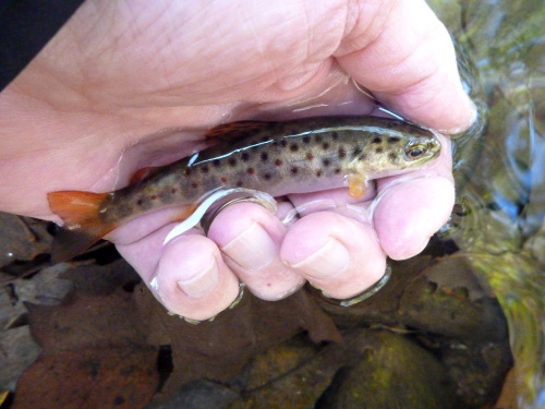 Young of the year brown trout