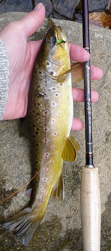Angler holding brown trout alongside Nissin Zerosum tenkara rod.