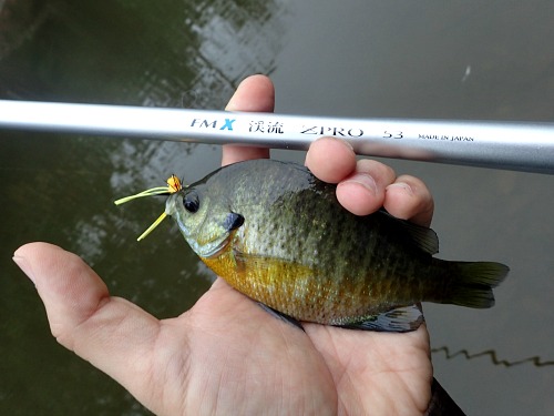 Angler holding FMX Keiryu ZPRO and bluegill sunfish