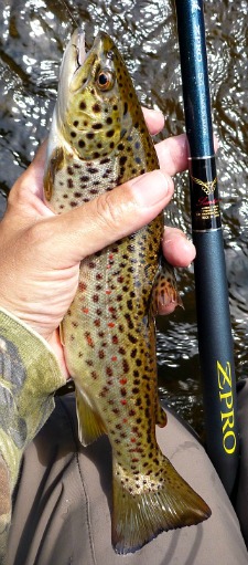 Angle holding brown trout and Suntech Suikei ZPRO