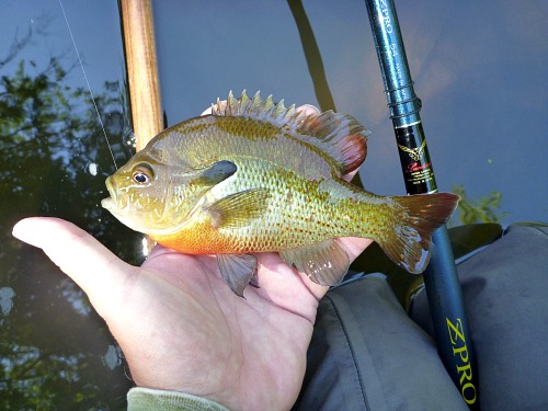 Angler holding redbreast sunfish and ZPRO rod