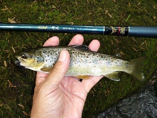 Angler holding small trout alongside Suikei ZPRO rod