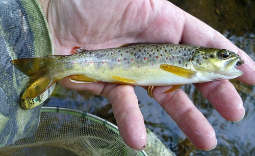 Angler holding small brown trout