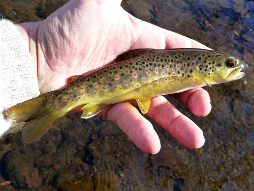 Angler holding brown trout with yarn nymph in its mouth