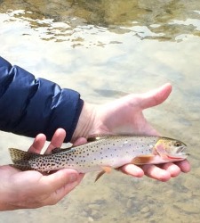 Yellowstone Cutthroat trout.