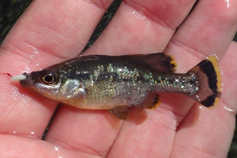 Angler holding small fish