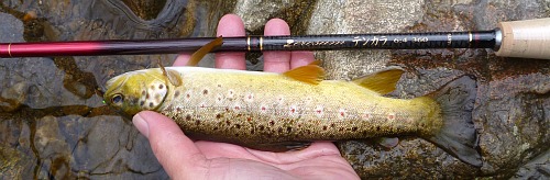 Angler holding brown trout and Nissin Zerosum