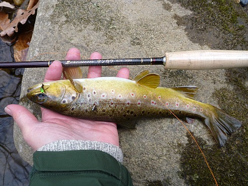 Trout with Tenkara rod