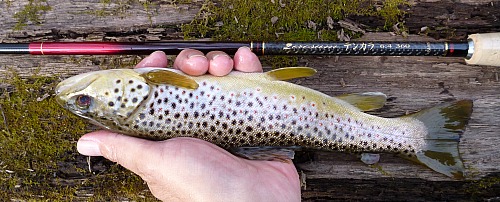 Angler holding brown trout alongside Nissin Zerosum 6:4 360 rod