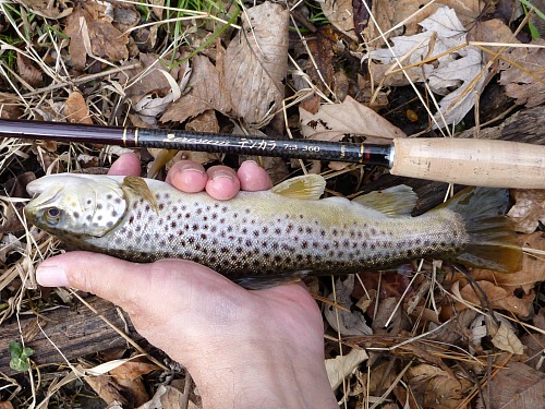 Angler holding brown trout alongside Nissin Zerosum tenkara rod