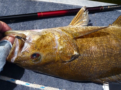 Nissin Zerosum and a smallmouth bass caught with a Keeper Kebari
